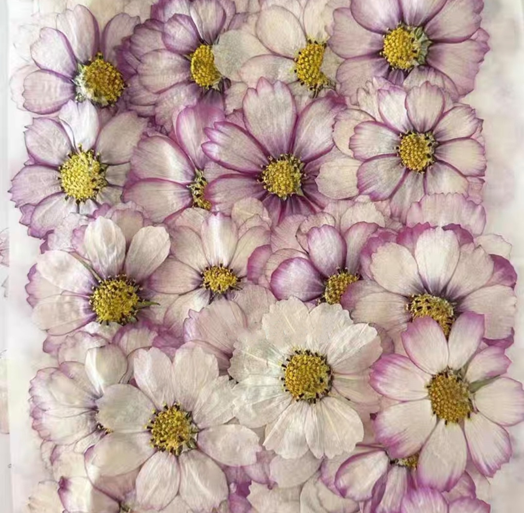 Body Jewelry Display Case - 60개 압화 코스모스 꽃 식물 허바리움