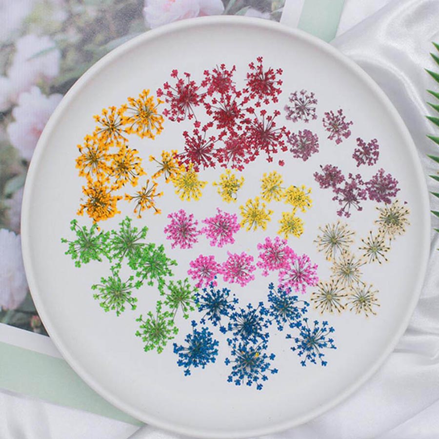 Ammi Majus 꽃 식물 식물 식물 바리움, 쥬얼리 - Body Jewelry Display Case 리뷰 및 가격