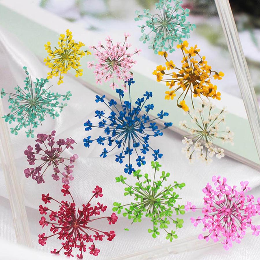 Ammi Majus 꽃 식물 식물 식물 바리움, 쥬얼리 - Body Jewelry Display Case 리뷰 및 가격