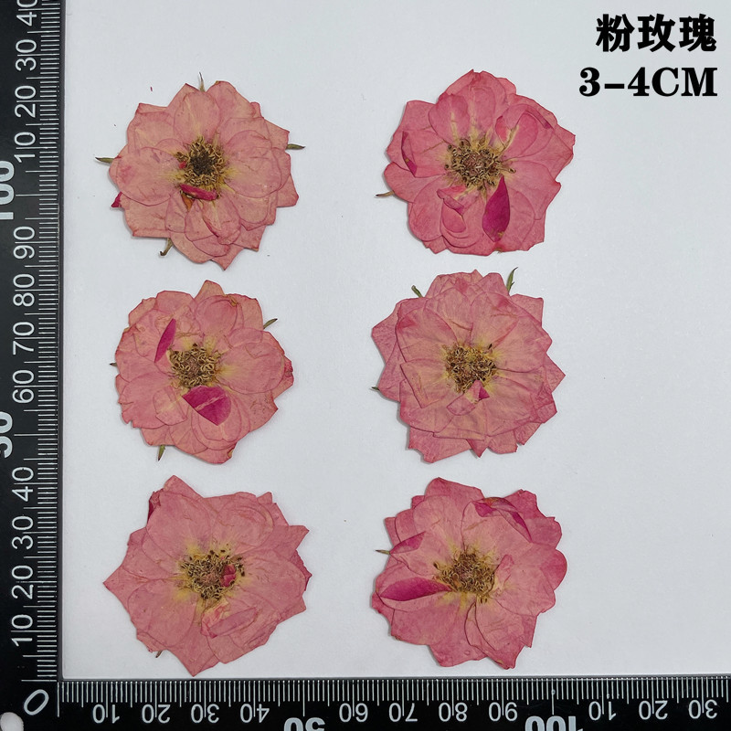 60pcs 누르면 말린 빨간색 노란색 핑크 장미 꽃 식 - Body Jewelry Display Case 리뷰 및 가격